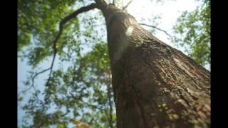 Download lagu Selawat Syifa Repeated mp3