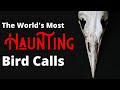 The Most Haunting Birds Songs of the World