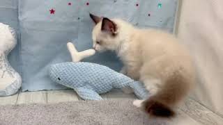 ラグドールの動画01