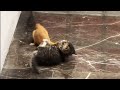 Not Two Cats Fighting It Was A Weasel Attacking A Kitten