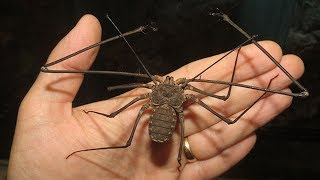 11 Frightening Animals that are SHOCKINGLY Harmless!