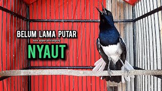 Download lagu SUARA BURUNG kacer gacor NGEPLONG tarung ini paling ampuh buat PANCINGAN KACER agar EMOSI mp3