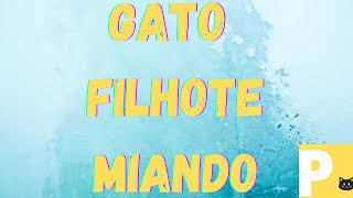 efeito sonoro-Som de gato filhote#miadodegatofilhote#gatofilhotemiando#gatofilhote#cat#gatomiando