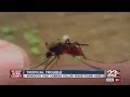 Yellow fever carrying mosquito found closer to Bakersfield
