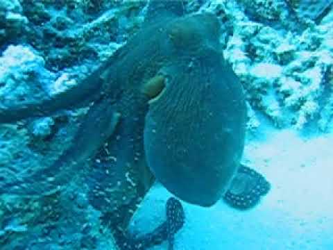 Octopus changing colour