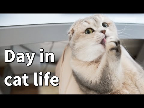 A day in cat life | What's it like to have a scottishfold cat | cuddly cat | What cat does all day