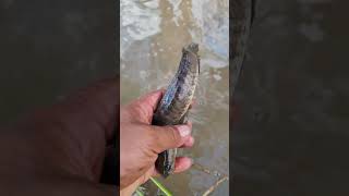 Download lagu #viralvideo #lifeisbutadream #fishingtechniques #fish #catchingfish mp3