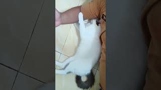 Download lagu manjanya dia #kucinglucu #vidioshort  #shorts mp3