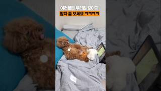 여러분 우리집 강아지 팔자 좀 보세요 ㅋㅋㅋㅋ