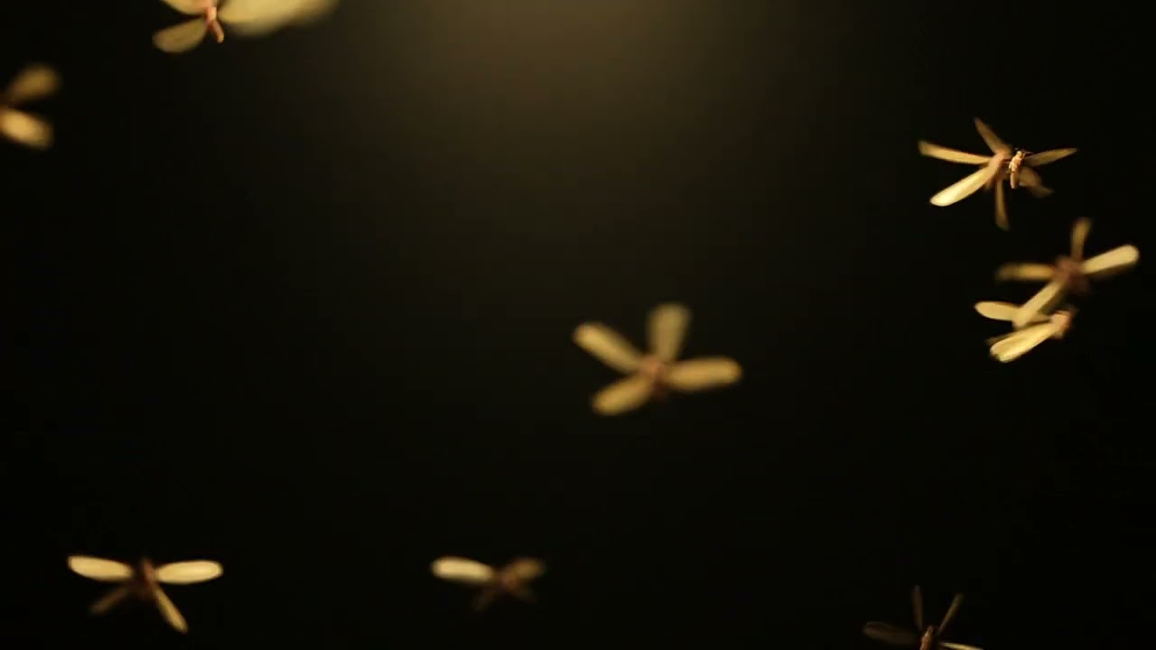 แมงเม่าเต้นระบำ Slow-Motion Shot