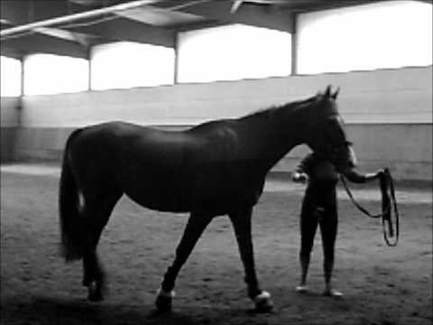 Emmi das erste mal nach dem Griffelbeinbruch