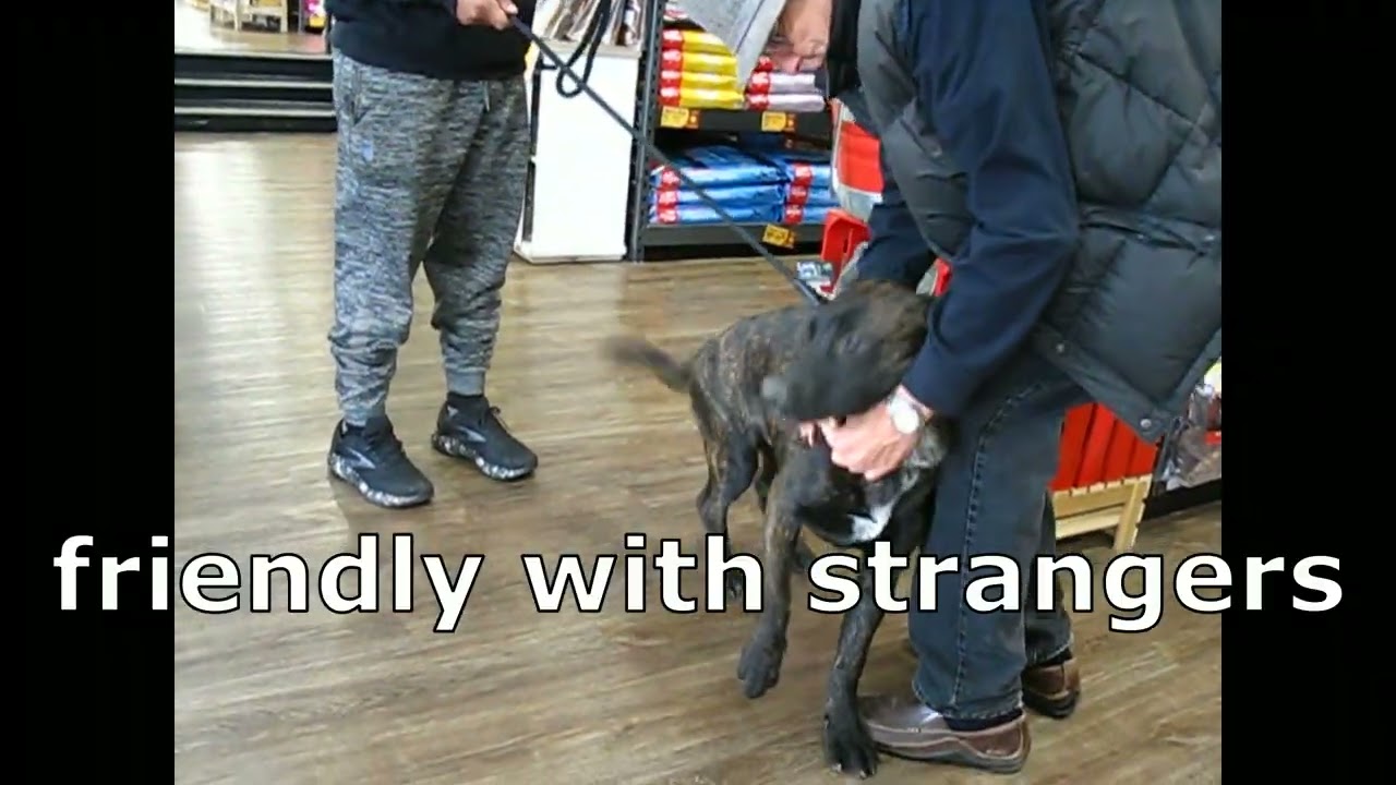 Enlarge Luke, a Adoptable mixed breed in White Plains, NY video 5/5