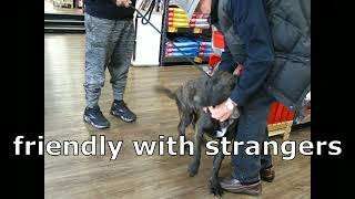 Video preview image #1 Labrador Retriever-Unknown Mix Puppy For Sale in Germanton, TN, USA