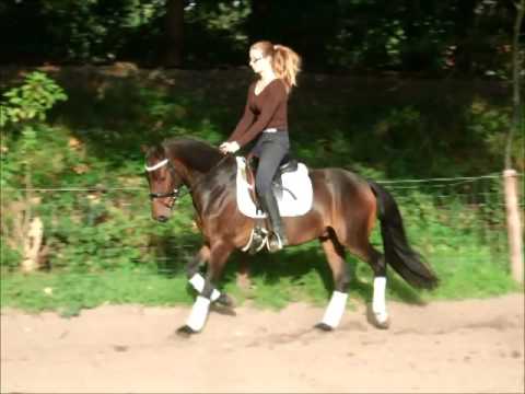 DARK MOON 3j. Deutsches Reitpony v. FS Don't Worry -Henry VB 7.500,- Euro