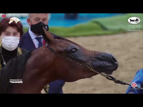 N 104 JUHAINA AL JOOD   9th Qatar National AHS for Individual Owners   Fillies 3 Years Old Class 3B