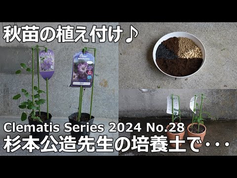 ミニオプテルスについて詳しく解説