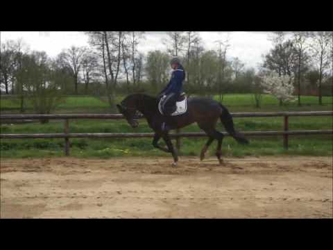 Janneman by Indoctro x Carvallo