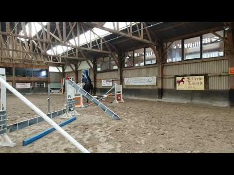 Djoko Z - 3yo stallion Dominator Z x Darco SOLD