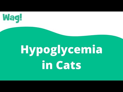 Hypoglycemia in Cats | Wag!