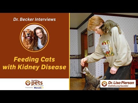 Dr  Becker Interviews Dr. Pierson About Feeding Cats with Kidney Disease