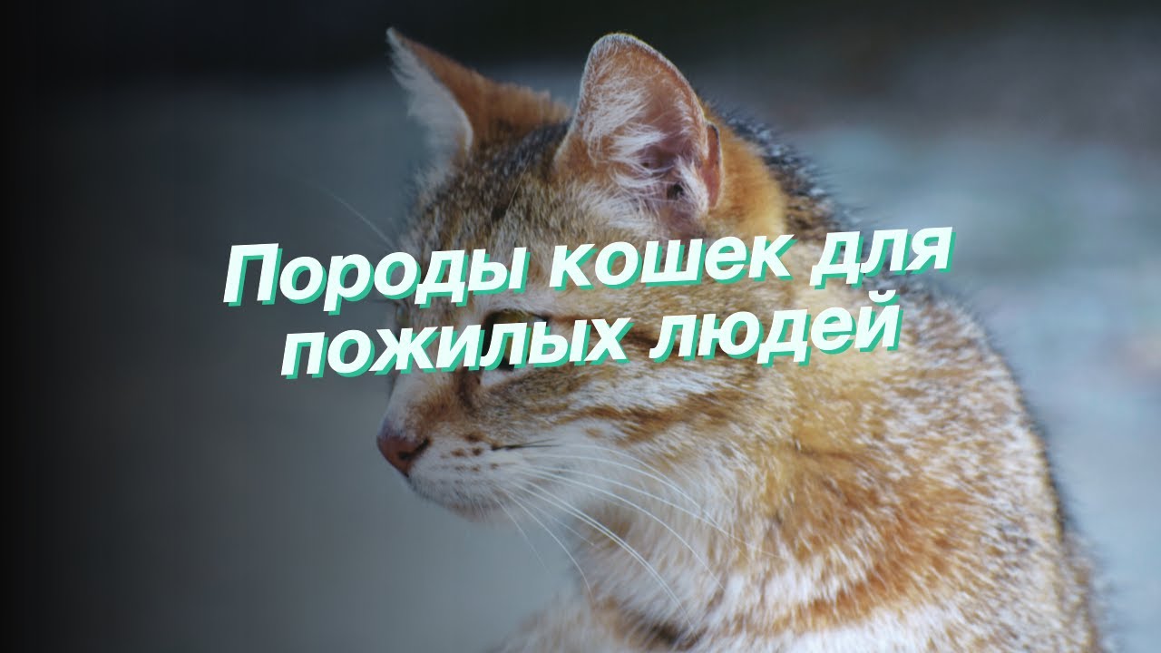 Породы кошек для пожилых людей