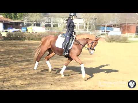 Reitpony - Stute - 2018 geboren (Chattanooga x Dirty Dancer)