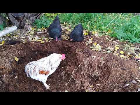 Jordförbättring, hästbajs till odlingar