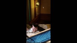 game The Shadow Government Simulator