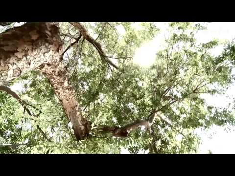 J Nitti feat. Plavka - Surrender.(1080p)