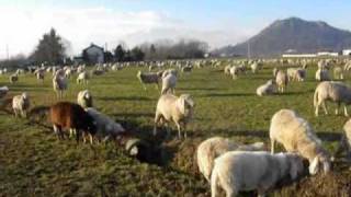 preview picture of video 'Le pecore che danzano'