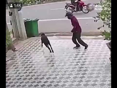 Man fight a dog (funny video)