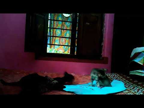 Teach them while playing@dolanaretumidolanandyou5519