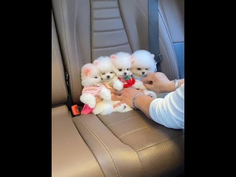 #Teacup Dog #Pomeranian #Pomeranian Shunsuke