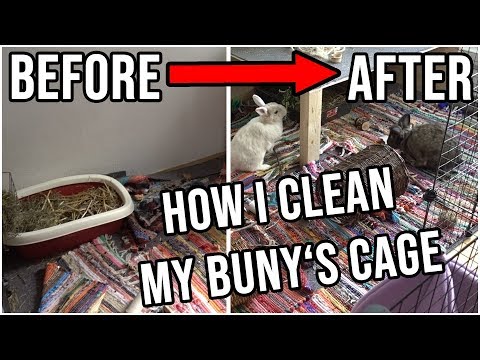 How to clean your Bunny/ Rabbit Cage