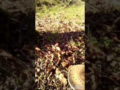 Gljive kozarke jarcevi jarac