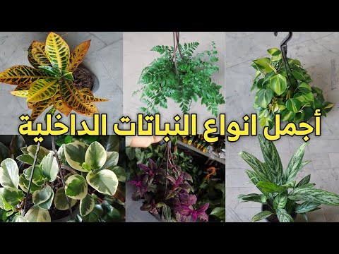 , title : 'نباتات الزينة الداخلية واسماؤها نباتات منزلية لا تحتاج للشمس اجمل نباتات الظل'