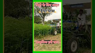 Download lagu Say goodbye to DAP and Urea / Dhaincha green manure / Dhencha ghas mp3 Download lagu Say goodbye to DAP and Urea / Dhaincha green manure / Dhencha ghas mp3