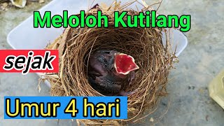 Download lagu How to feed a Java sparrow from 4 days old mp3