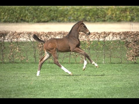 Holsteiner Fohlenauktion im Juni - Nr. 4 v. Casall - Cassini I