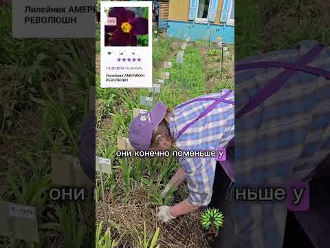 фото лилейники. корневища. 70+ сортов. мини и крупноцветковые 0