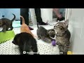 Our Most Rambunctious Nest Expansion Yet Kitten Chaos TinyKittens Com