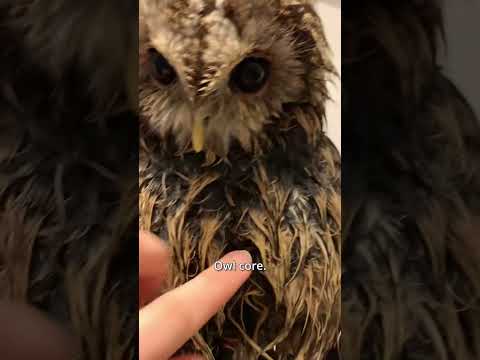 Owl core. 🦉🦉 #owls #funny