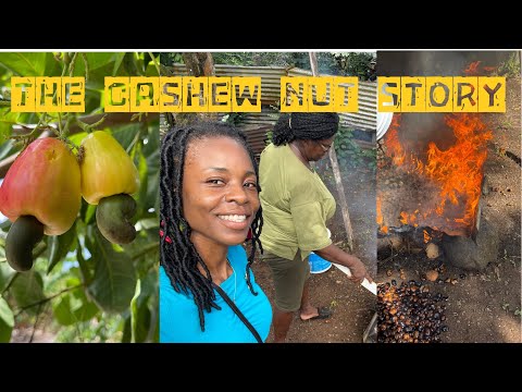 The Life of a Cashew…from Nut to Snack | Grenada 🇬🇩 | One One Cocoa |