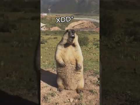 Háganos stickers jajaja 🤣