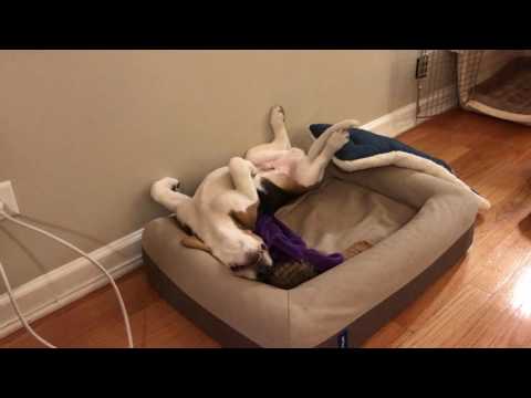 download lagu mp3 mp4 Dream Beagle, download mp3 Dream Beagle free downloadn, video klip Dream Beagle