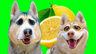 ОТКУСИ ЛИЗНИ или НИЧЕГО ЧЕЛЛЕНДЖ (Хаски Бублик) Говорящая собака