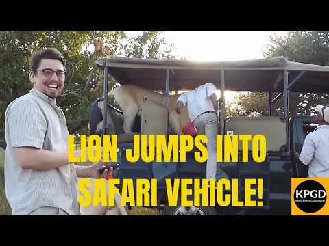 Lion Jumps into Open Safari Vehicle -  Kruger Park Game Drives