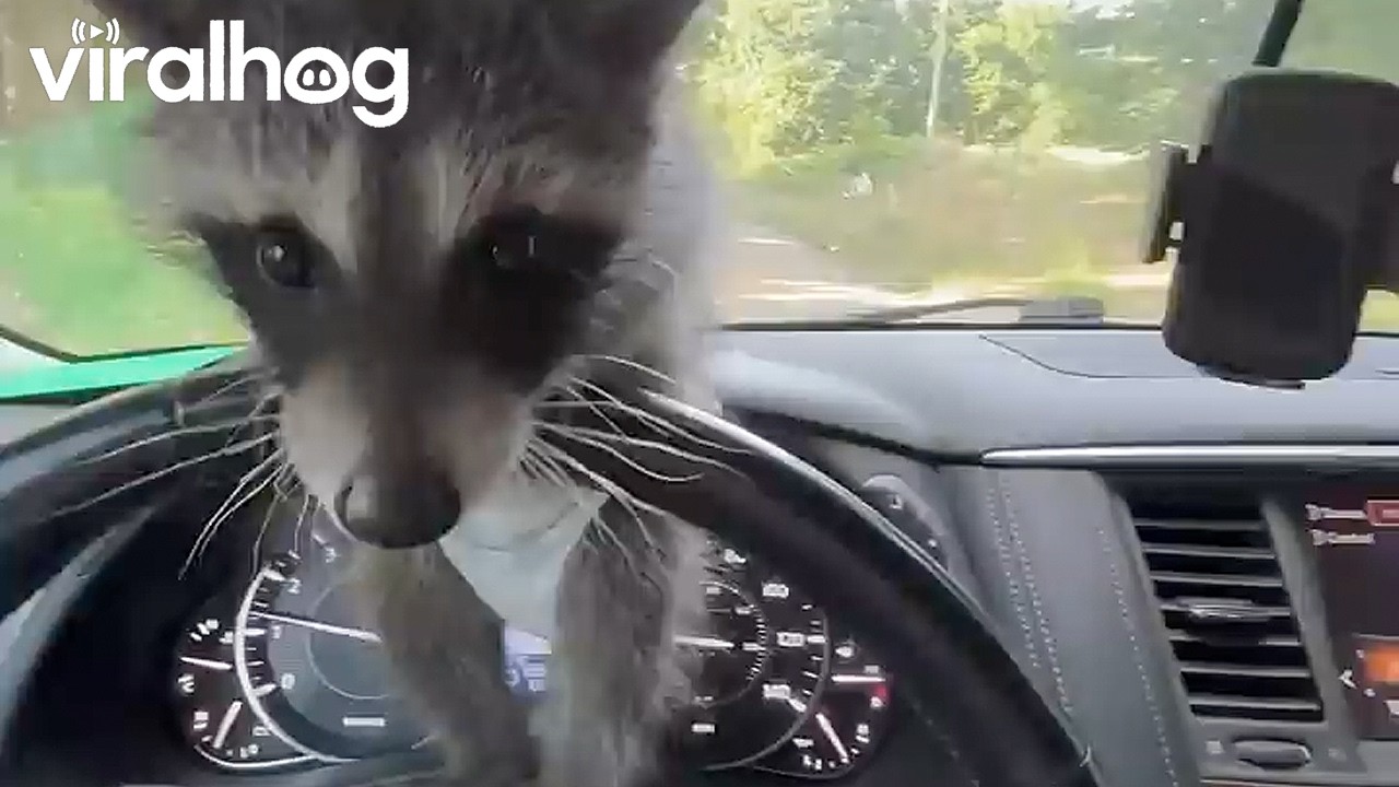 "Dash Panda" Sliding on the Steering Wheel || ViralHog