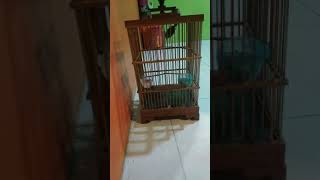 Download lagu prenjak Tamu muda bunyi Starter. buat pancingan prenjak bahan mp3