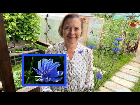 Cykoria Podróżnik I Jej Właściwości - Wyrywać Czy Uprawiać?